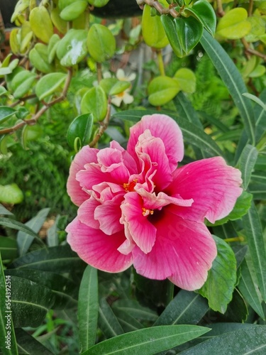 Hibisco rosa