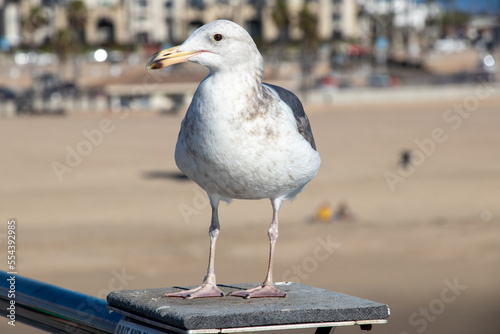 Seagull on the Huntington Beach Pier