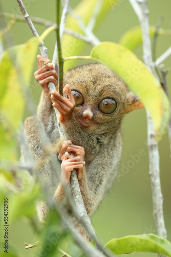 tarsier hanging from a branch