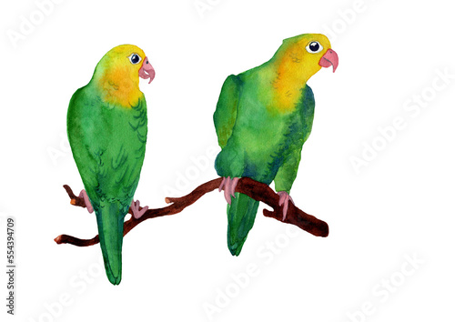 Watercolor hand drawn illustration of two Lovebirds in green color. Tropical birds portrait in realistic style. Design for covers, backgrounds, decorations, prints. photo