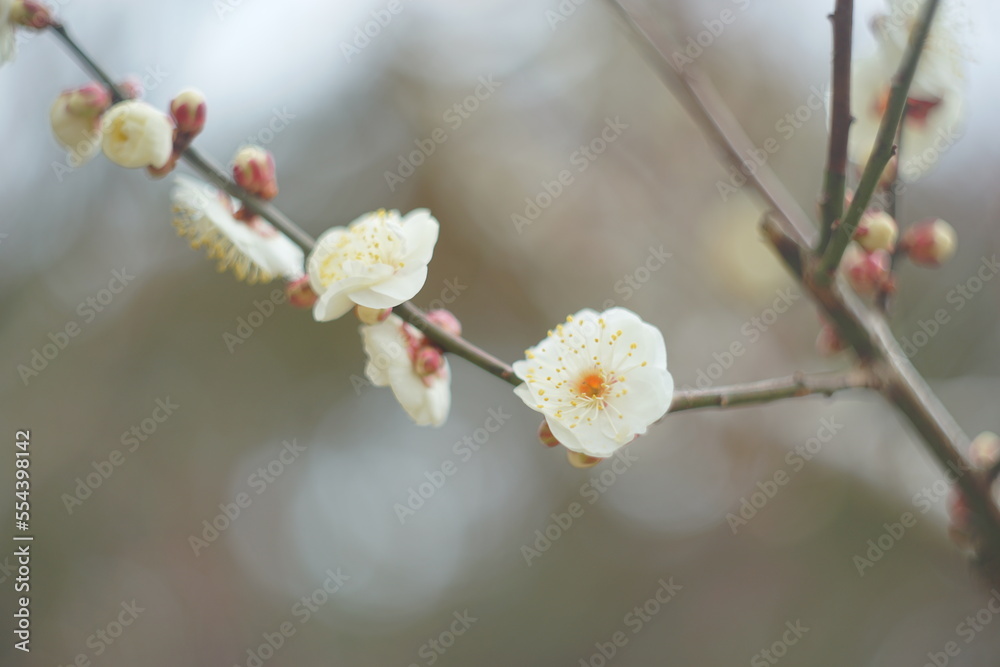 桜 桜