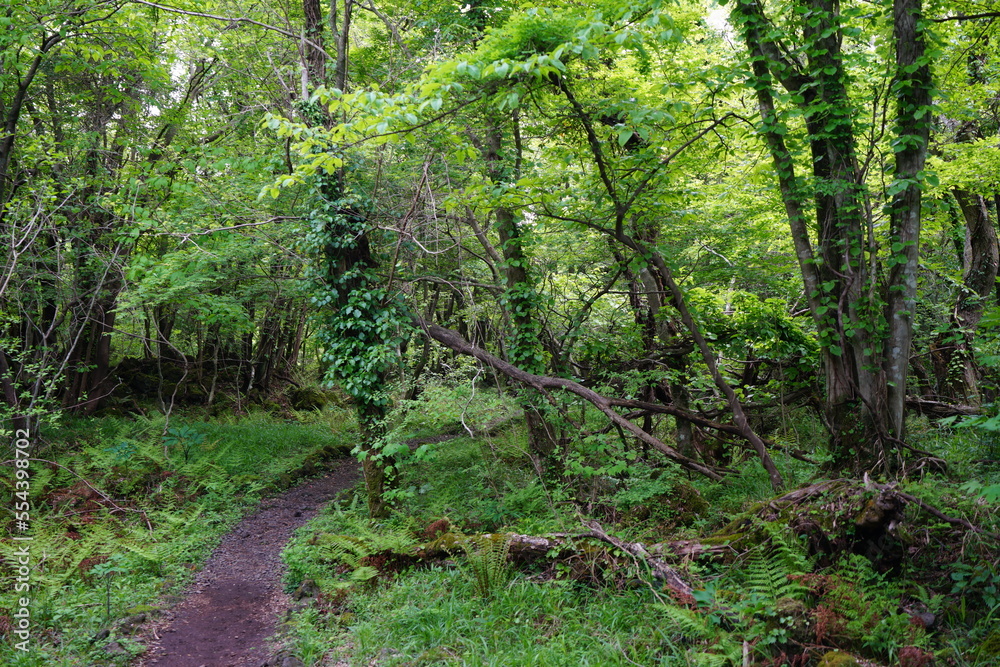 Fototapeta premium refreshing spring forest with path