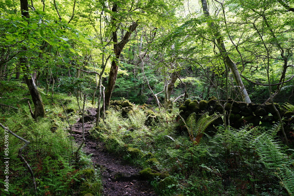 refreshing spring forest in the sunlight refreshing spring forest in the sunlight