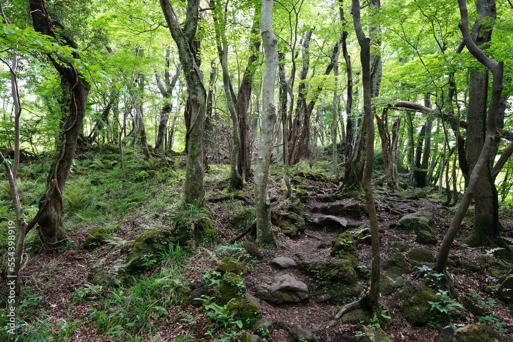 fine spring forest in the sunlight fine spring forest in the sunlight