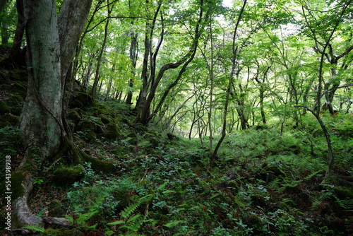 thick wild forest with fern 