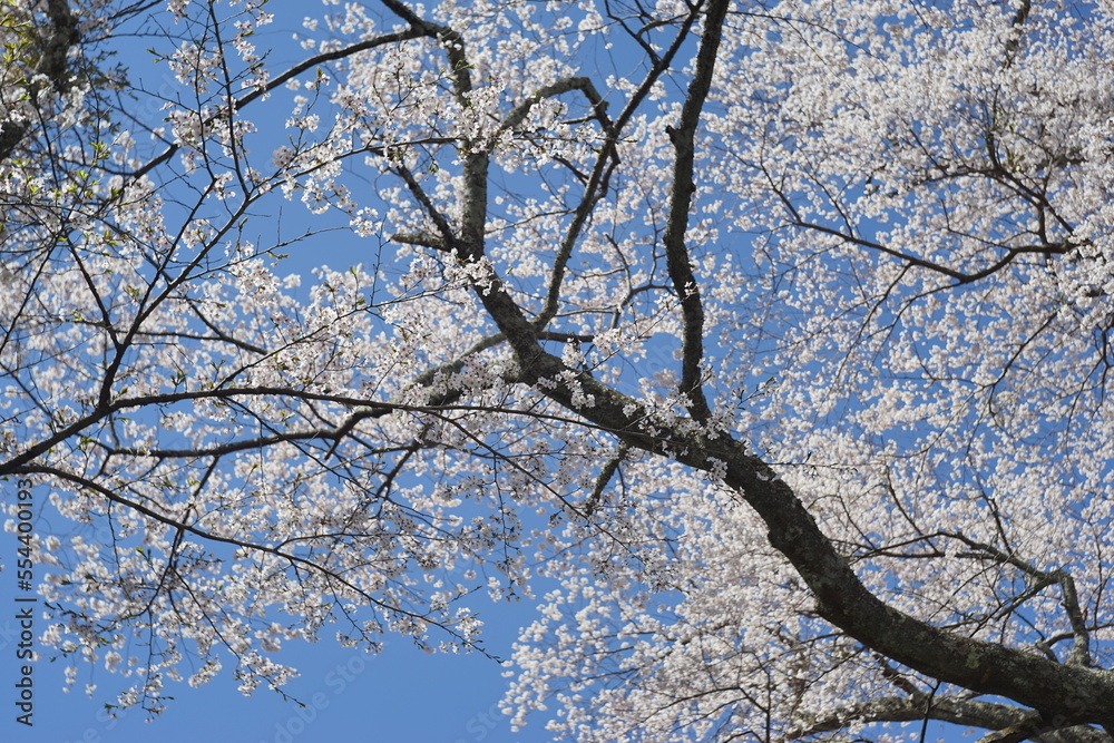 桜 桜
