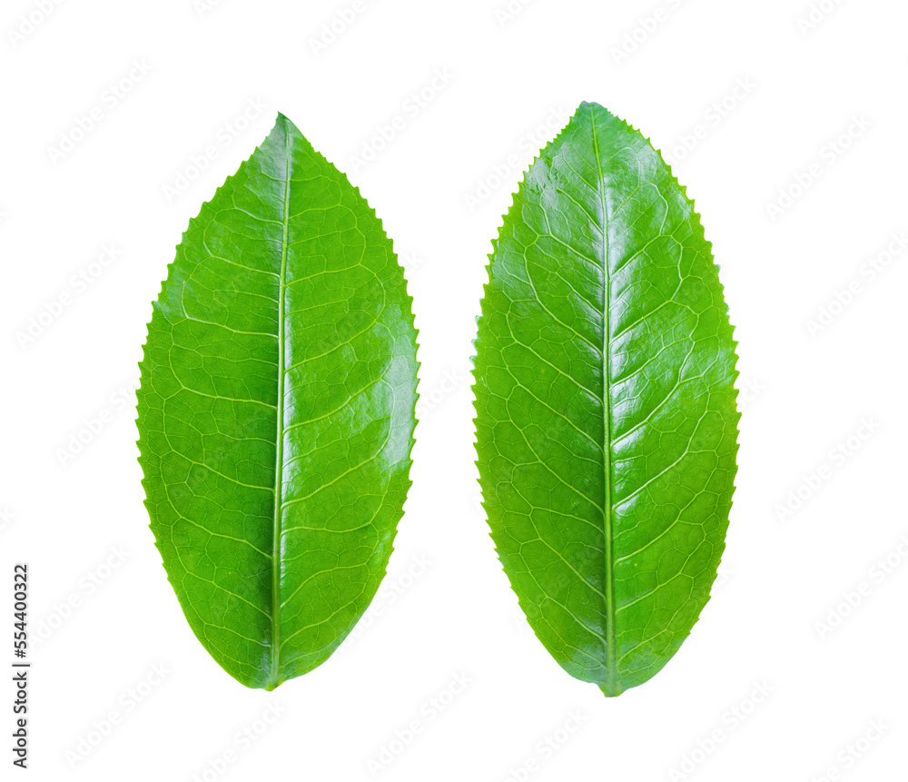 Obraz premium Green tea leaf isolated on transparent png