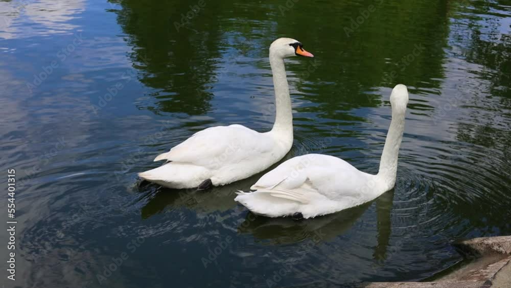 Two beautiful swans swim gracefully in the water, which reflects the blue sky Two beautiful swans swim gracefully in the water, which reflects the blue sky