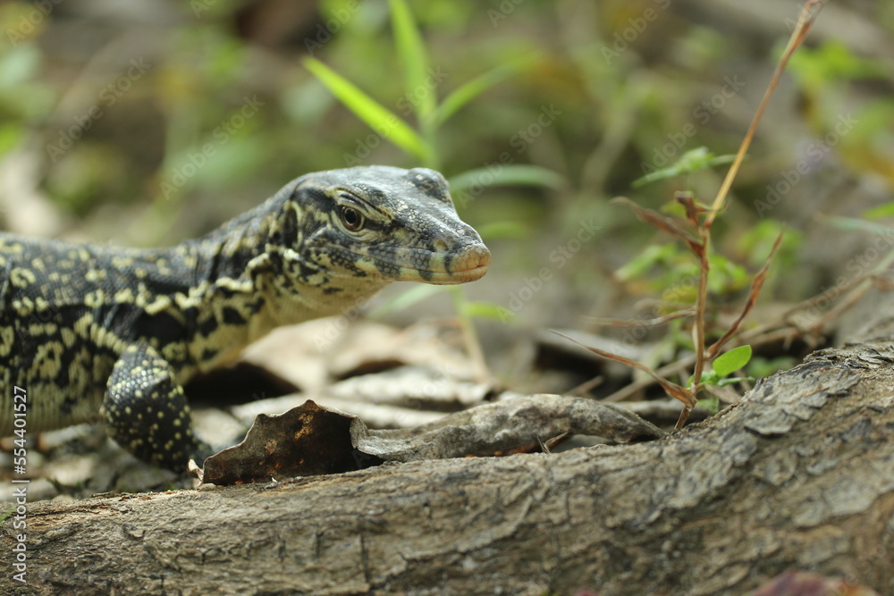 Obraz premium a live lizard walking on the ground