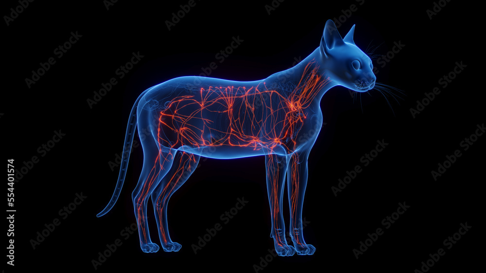 3D medical illustration of a cat's lymphatic system