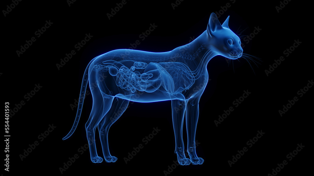 Fototapeta premium 3D medical illustration of the internal organs of a cat