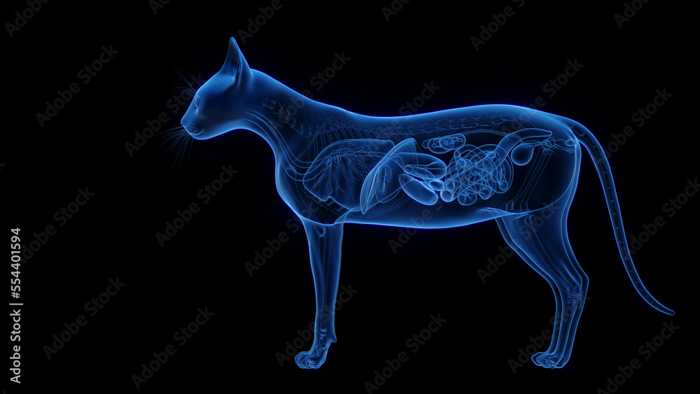 Fototapeta premium 3D medical illustration of the internal organs of a cat