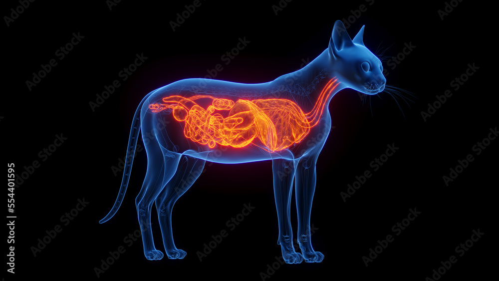 3D medical illustration of the internal organs of a cat 3D medical illustration of the internal organs of a cat