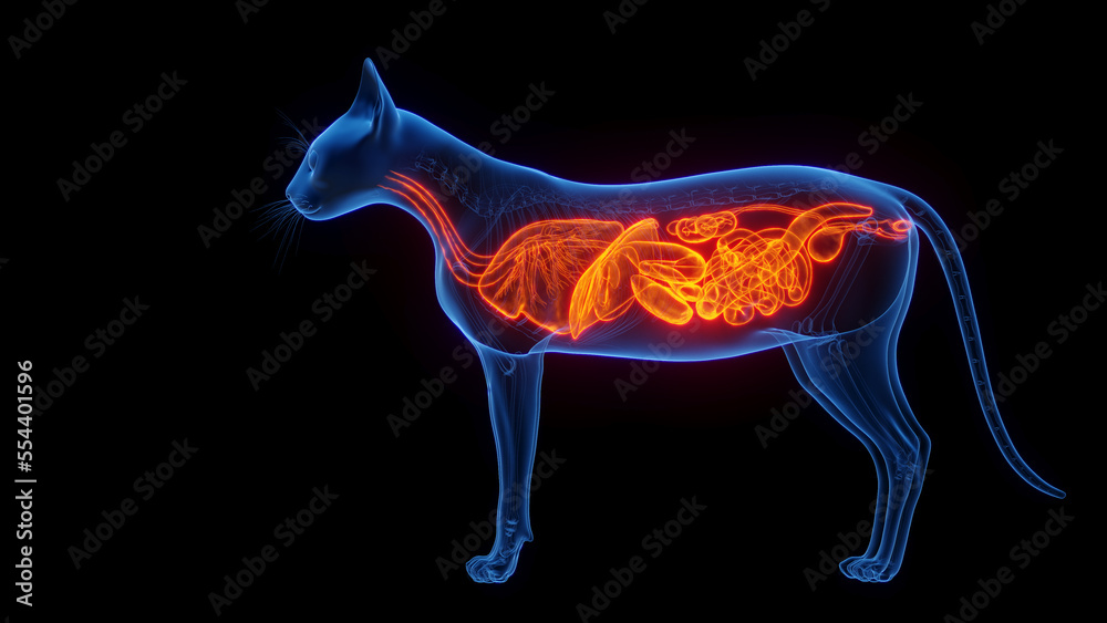 3D medical illustration of the internal organs of a cat 3D medical illustration of the internal organs of a cat