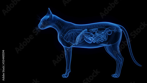 3D medical illustration of the internal organs of a cat