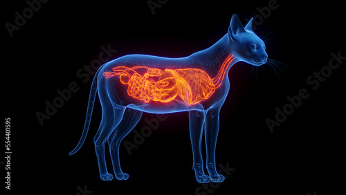 3D medical illustration of the internal organs of a cat photo