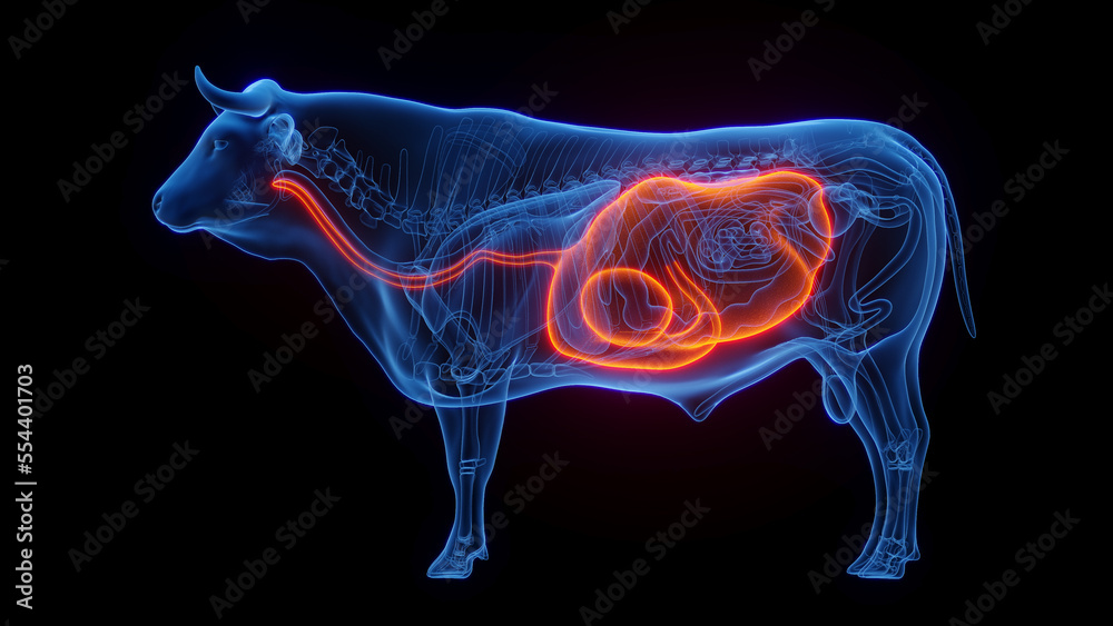 3D medical illustration of a cow's stomach and esophagus Stock Illustration Adobe Stock