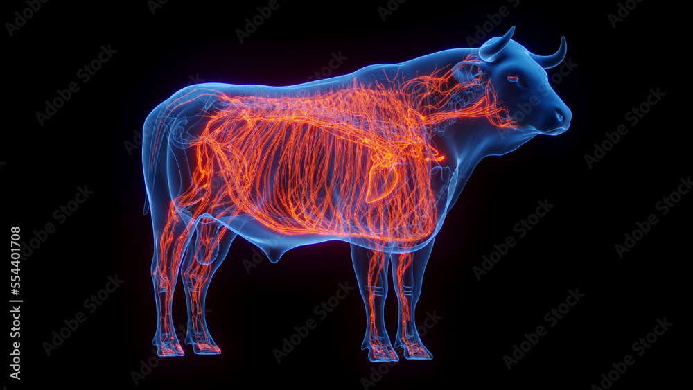 3D medical illustration of a cow's cardiovascular system 3D medical illustration of a cow's cardiovascular system