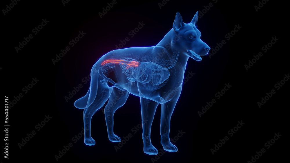 Fototapeta premium 3D medical illustration of a dog's colon