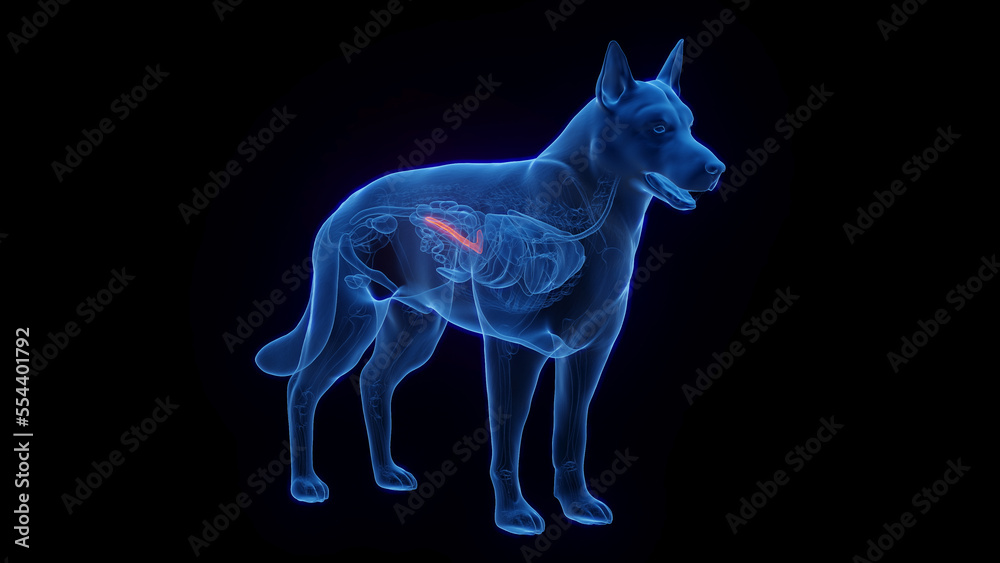 3d Medical Illustration Of A Dog's Pancreas Stock Illustration 