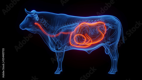 3D medical illustration of a cow's stomach and esophagus