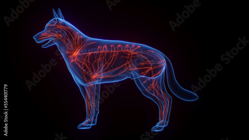 3D medical illustration of a dog's lymphatic system