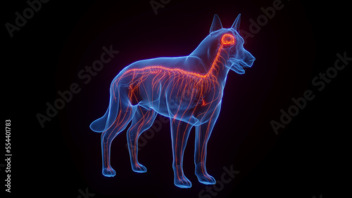 3D medical illustration of a dog s nervous system