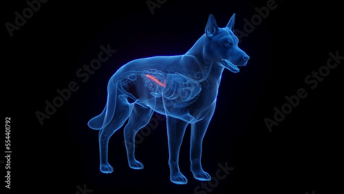 3D medical illustration of a dog s pancreas