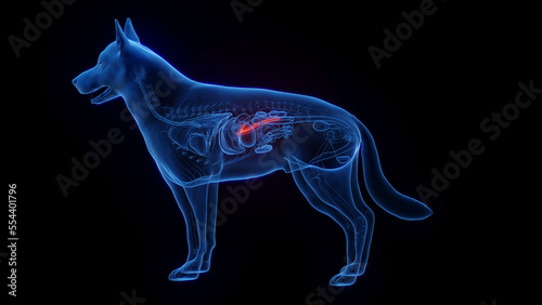 Cuadro en lienzo 3D medical illustration of a dog's pancreas