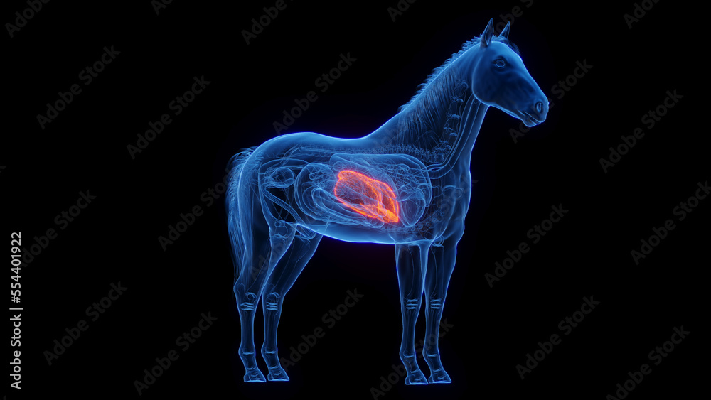 3D medical illustration of a horse's liver