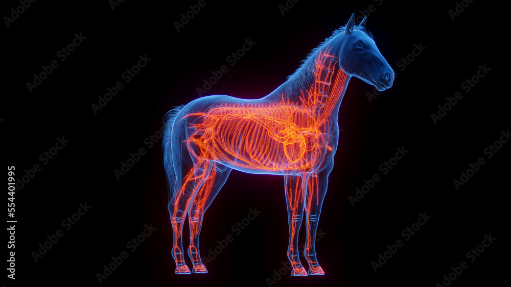3D medical illustration of a horse's vascular system 3D medical illustration of a horse's vascular system