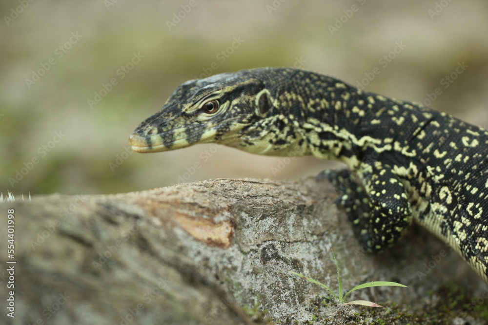 Fototapeta premium a live lizard walking on the ground