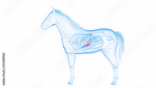3D medical illustration of a horse's pancreas