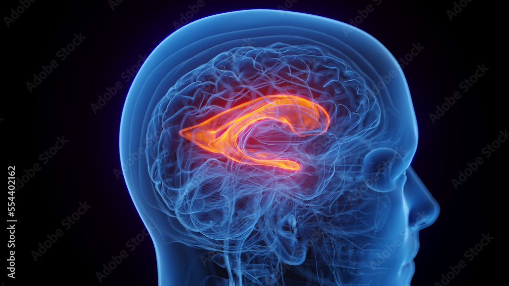 3D medical illustration of a man's lateral ventricle 3D medical illustration of a man's lateral ventricle