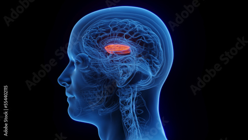 3D medical illustration of a man's lateral globus pallidus