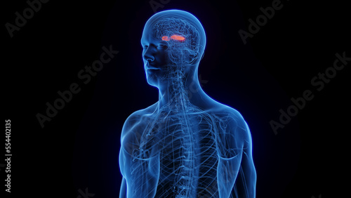 Εκτύπωση καμβά 3D medical illustration of a man's lateral globus pallidus