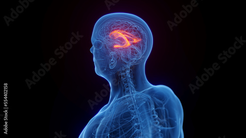 3D medical illustration of a man's lateral ventricle