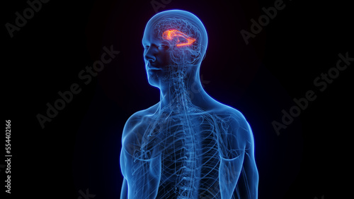 3D medical illustration of a man's lateral ventricle photo