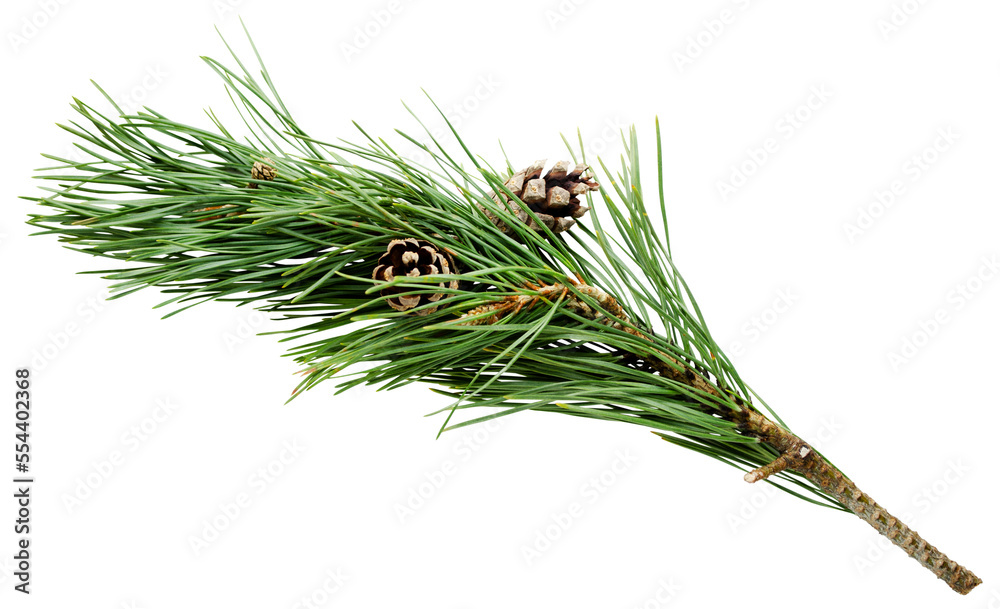 Branch of pine with two cones on transparent background - obrazy, fototapety, plakaty 