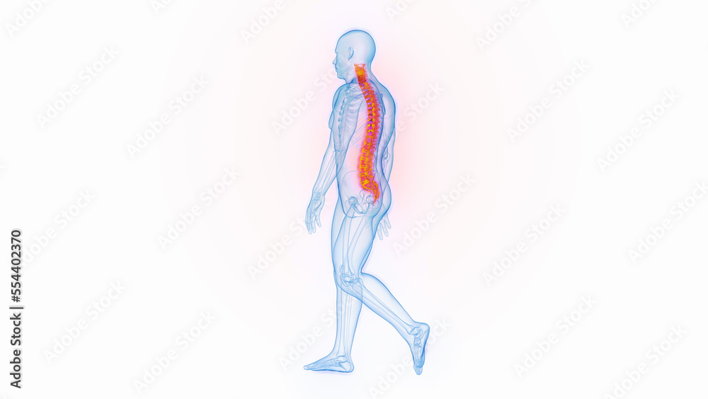 3D medical illustration of a man's spine while walking 3D medical illustration of a man's spine while walking