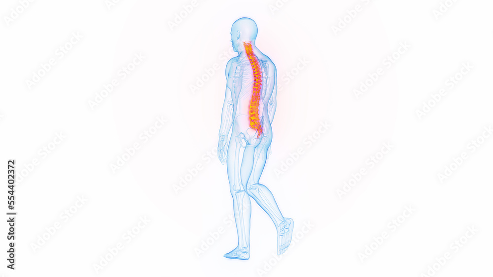 3D medical illustration of a man's spine while walking 3D medical illustration of a man's spine while walking