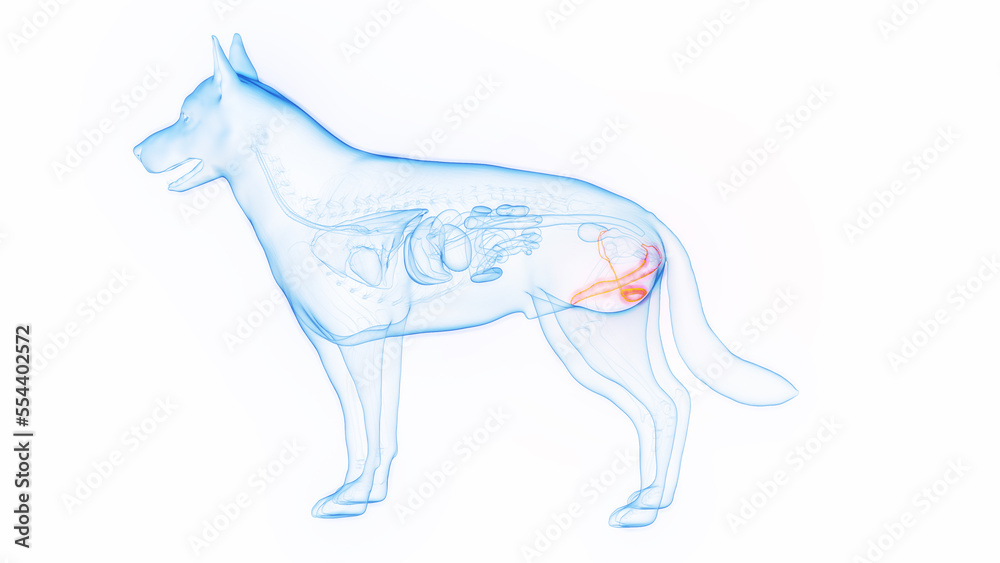 3D medical illustration of the male reproductive organs of a dog Stock