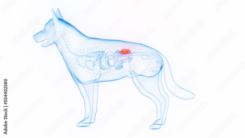3D medical illustration of a dog's kidneys