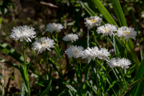 The daisies grows on the flower bed close-up