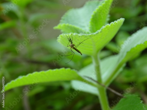Mosquito on leaf - Mosquito stock images