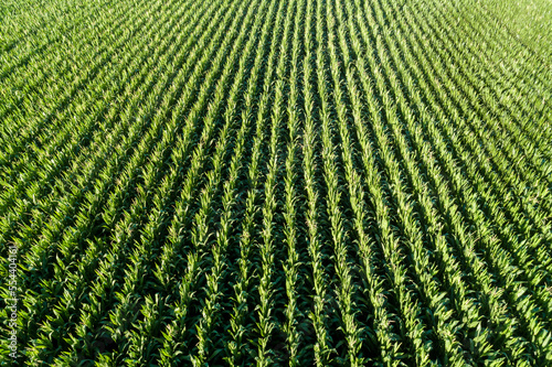 rows of a corn field