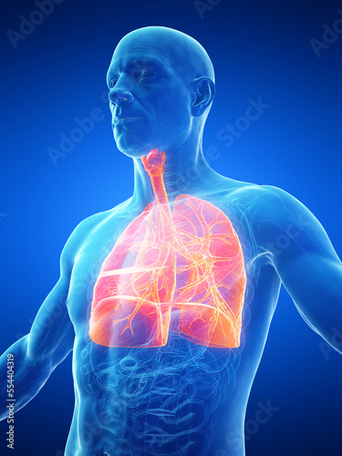Bild auf Leinwand 3d medical illustration of a man's lower airway