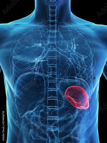 3d medical illustration of a man's spleen photo