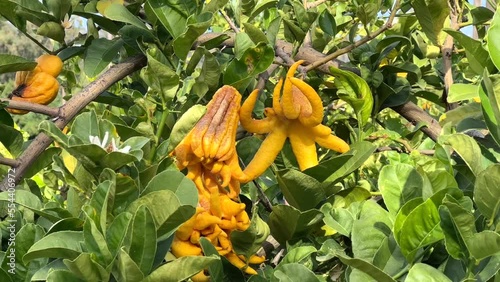 4K HD video zooming in on Buddahs Hand Citrus growing on the tree. Caucasian hand reaches in and moves fruit then lets go.
 photo