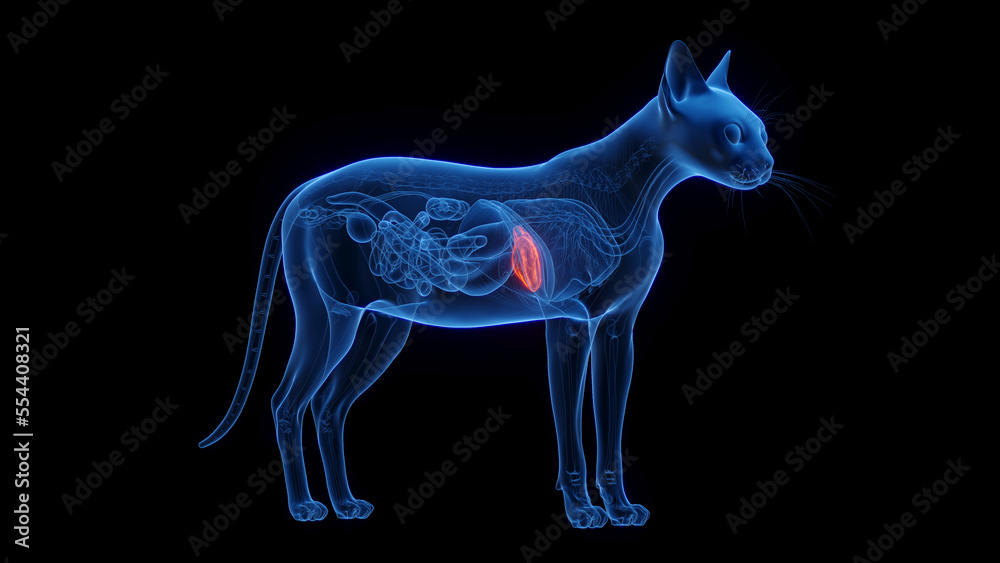 Fototapeta premium 3D medical illustration of a cat's liver